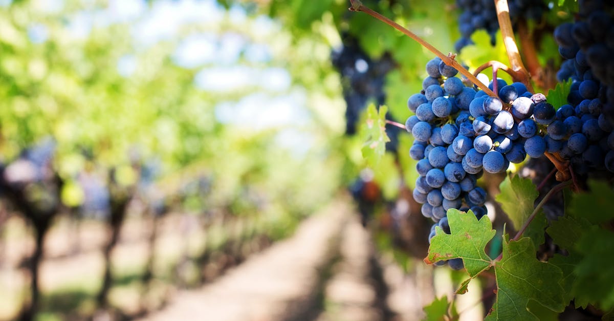 Close-up of purple grapes hanging on the vine in a sunny vineyard setting.
